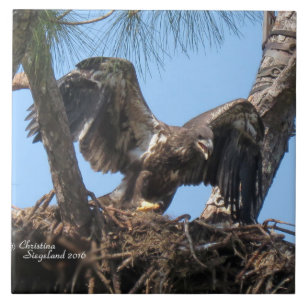 Young eagle flapping wings Spiegeland Tile