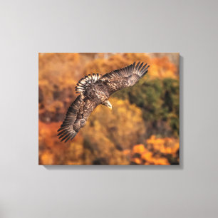 Young Eagle Wings Autumn Canvas Print