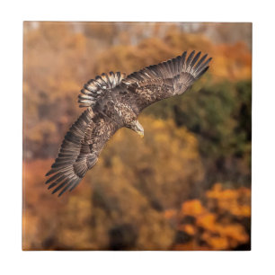 Young Eagle Wings Autumn Tile