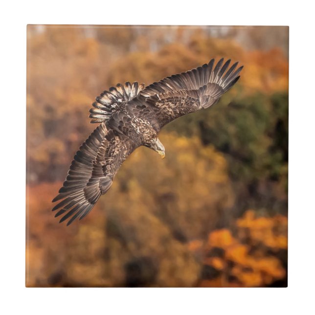 Young Eagle Wings Autumn Tile (Front)