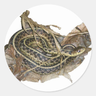 Young Eastern Garter Snake Coordinating Items Classic Round Sticker