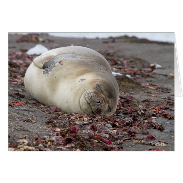 Young elephant seal (Front Horizontal)
