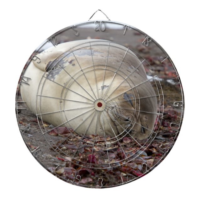 Young elephant seal dartboard (Front)