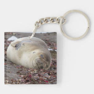 Young elephant seal keychain