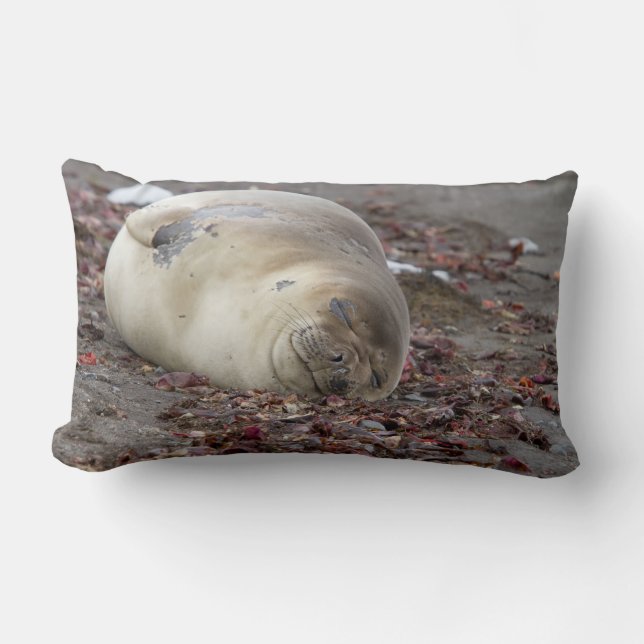 Young elephant seal lumbar pillow (Front)