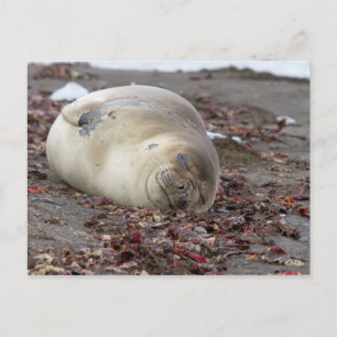 Young elephant seal postcard