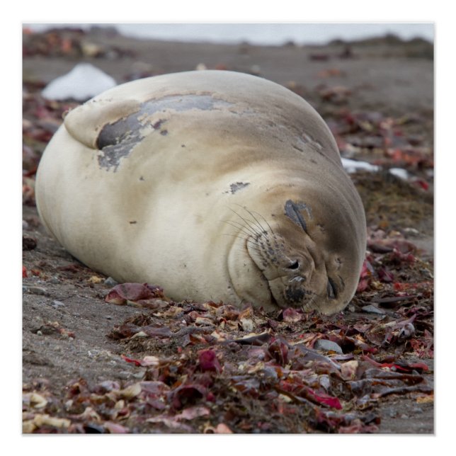 Young elephant seal poster (Front)