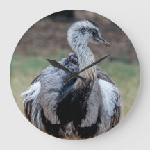 Young Emu in the Nature Park