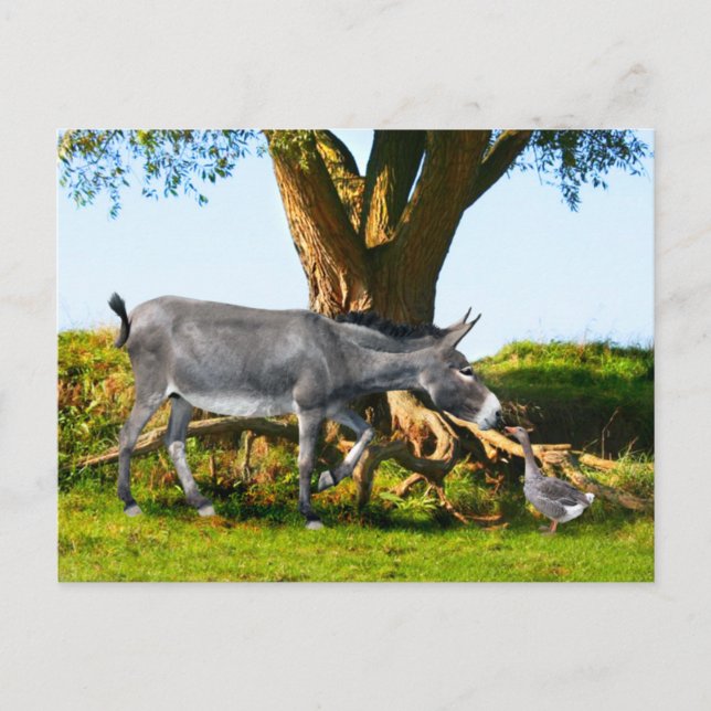 "Young Eno & Henri" Postcard (Front)