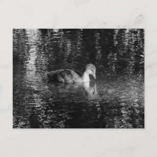 Young Eurasian Coot (Black and White) Postcard