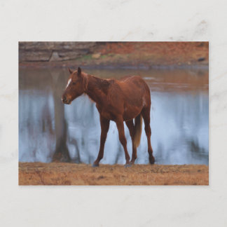 Young Filly Postcard