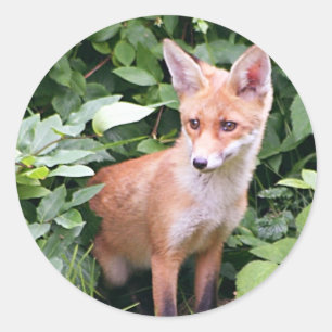 Young Fox 1 Classic Round Sticker