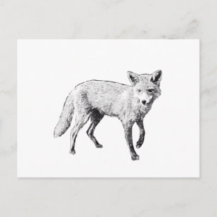 Young Fox Sketch Postcard