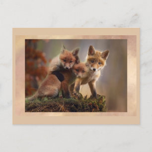 Young Fox Trio Posing Postcrossing Postcard