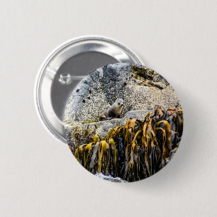 Young Fur Seal On The Rock 2 Inch Round Button