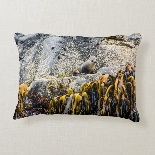 Young Fur Seal On The Rock Accent Pillow (Back)