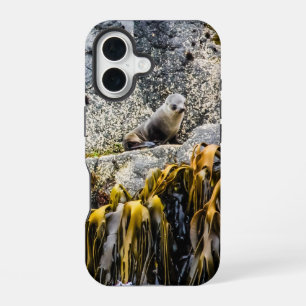 Young Fur Seal On The Rock iPhone 16 Case