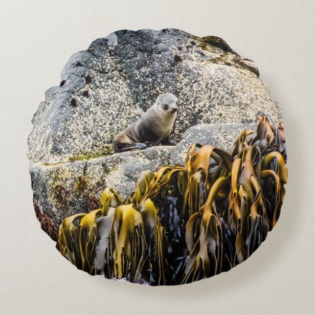 Young Fur Seal On The Rock Round Pillow (Front)
