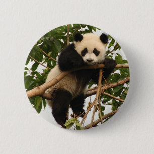 Young giant panda 2 inch round button