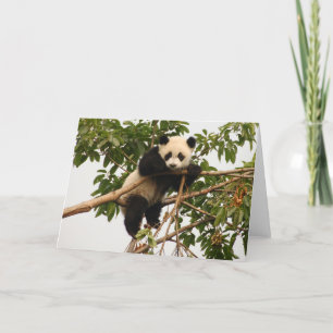 Young giant panda. card