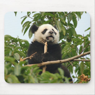 Young giant panda mousepad