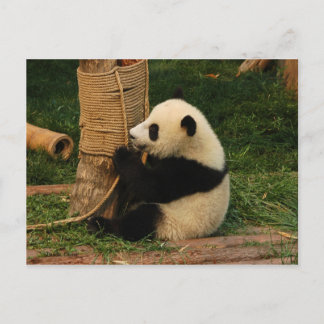 Young giant panda postcard