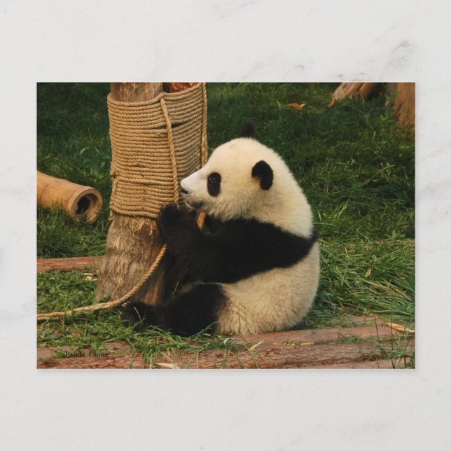 Young giant panda postcard (Front)