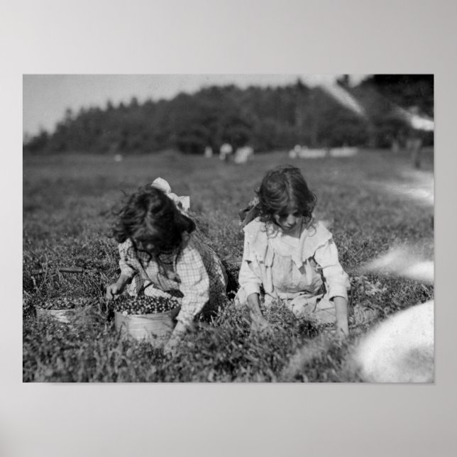 Young Girls Picking Cranberries Photograph Poster (Front)