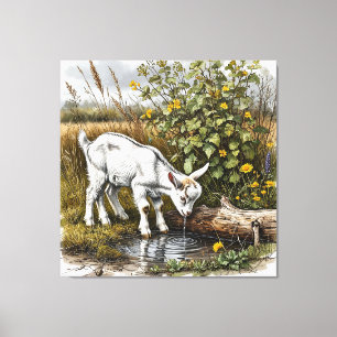 Young Goat Drinking Water from a Stream Canvas Print