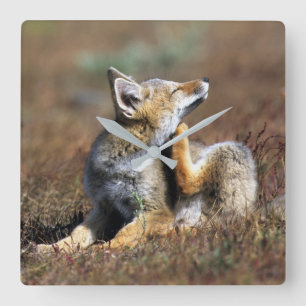 Young Gray Fox at Torres Del Paine National Park Square Wall Clock