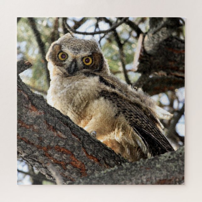 Young Great Horned Owl Jigsaw Puzzle (Horizontal)