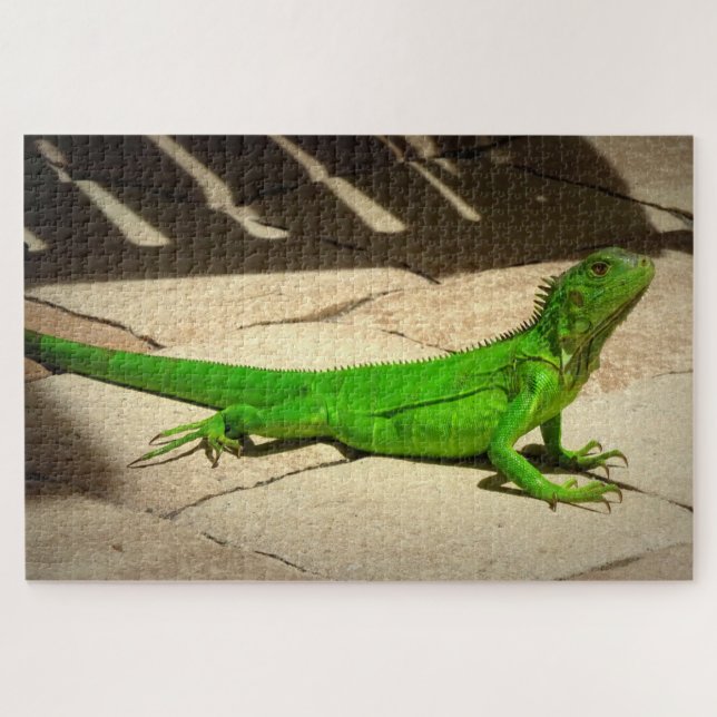 Young Green Iguana on Rock Path Jigsaw Puzzle (Horizontal)