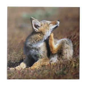 Young Grey Fox at Torres Del Paine National Park Tile