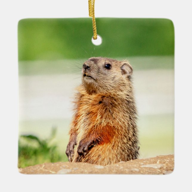 Young Groundhog Ceramic Ornament (Front)