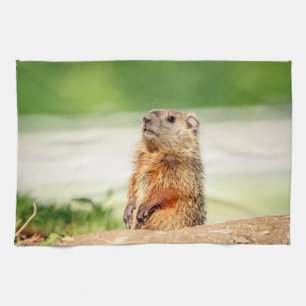 Young Groundhog Kitchen Towel