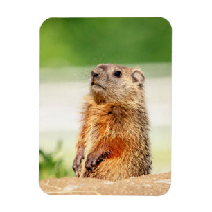 Young Groundhog Magnet