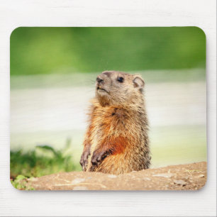 Young Groundhog Mouse Pad