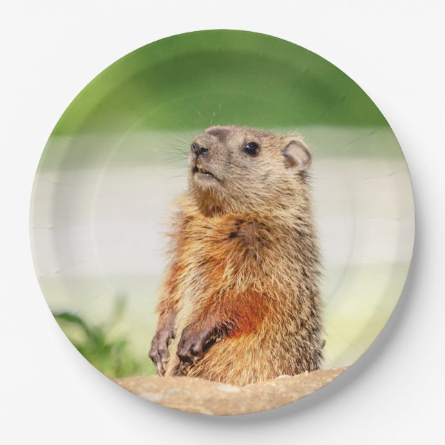 Young Groundhog Paper Plate (Front)