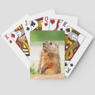 Young Groundhog Playing Cards