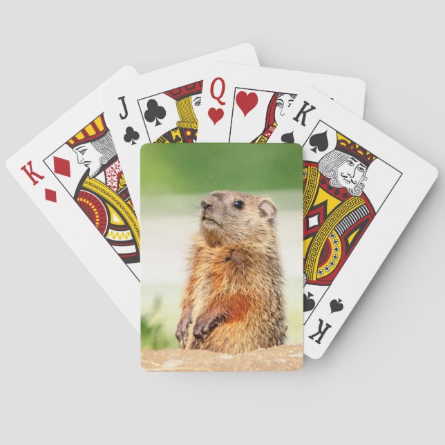 Young Groundhog Playing Cards (Back)