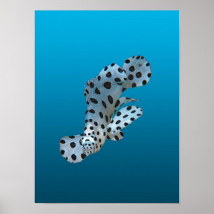 Young Grouper - Gradient blue background Poster