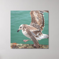 Young Gull