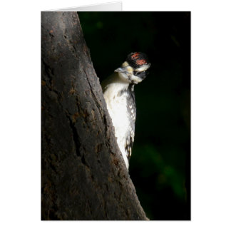 Young Hairy Woodpecker