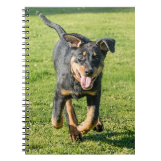 Young happy Beauceron sheepdog running in the gras Notebook