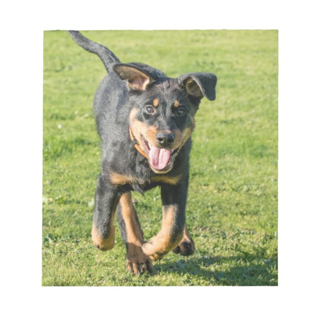 Young happy Beauceron sheepdog running in the gras Notepad (Front)