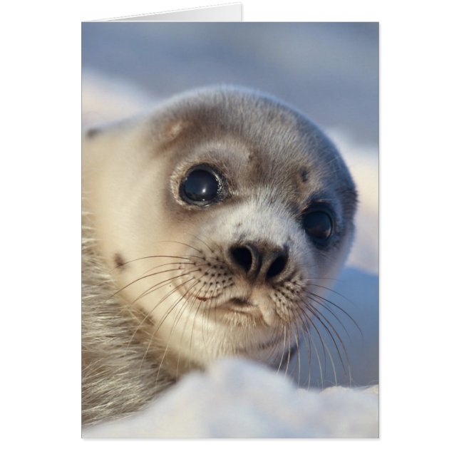 Young Harp Seal (Front)