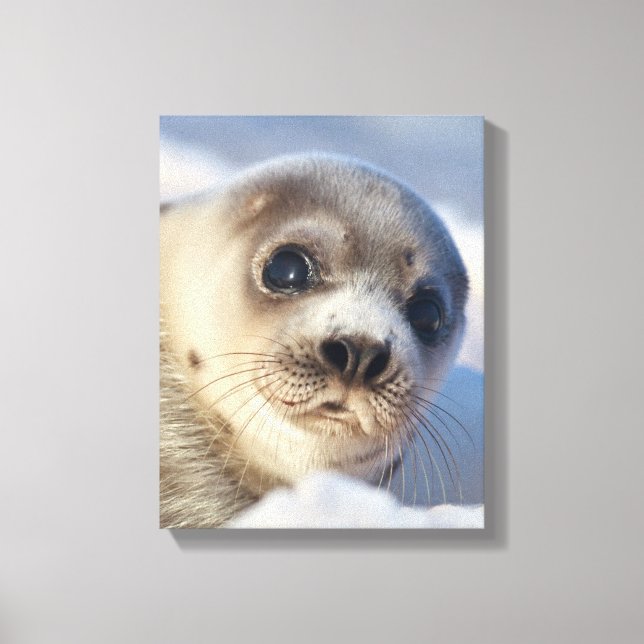 Young Harp Seal Canvas Print (Front)
