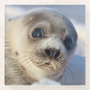 Young Harp Seal Glass Coaster