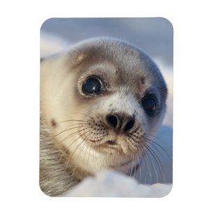Young Harp Seal Magnet