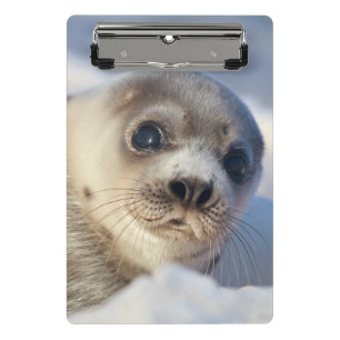Young Harp Seal Mini Clipboard